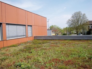 terrasse_vegetalisee Terasse végétalisée au dessus des Bureaux de Maurice DI GIUSTO à Mulhouse-Dornach
